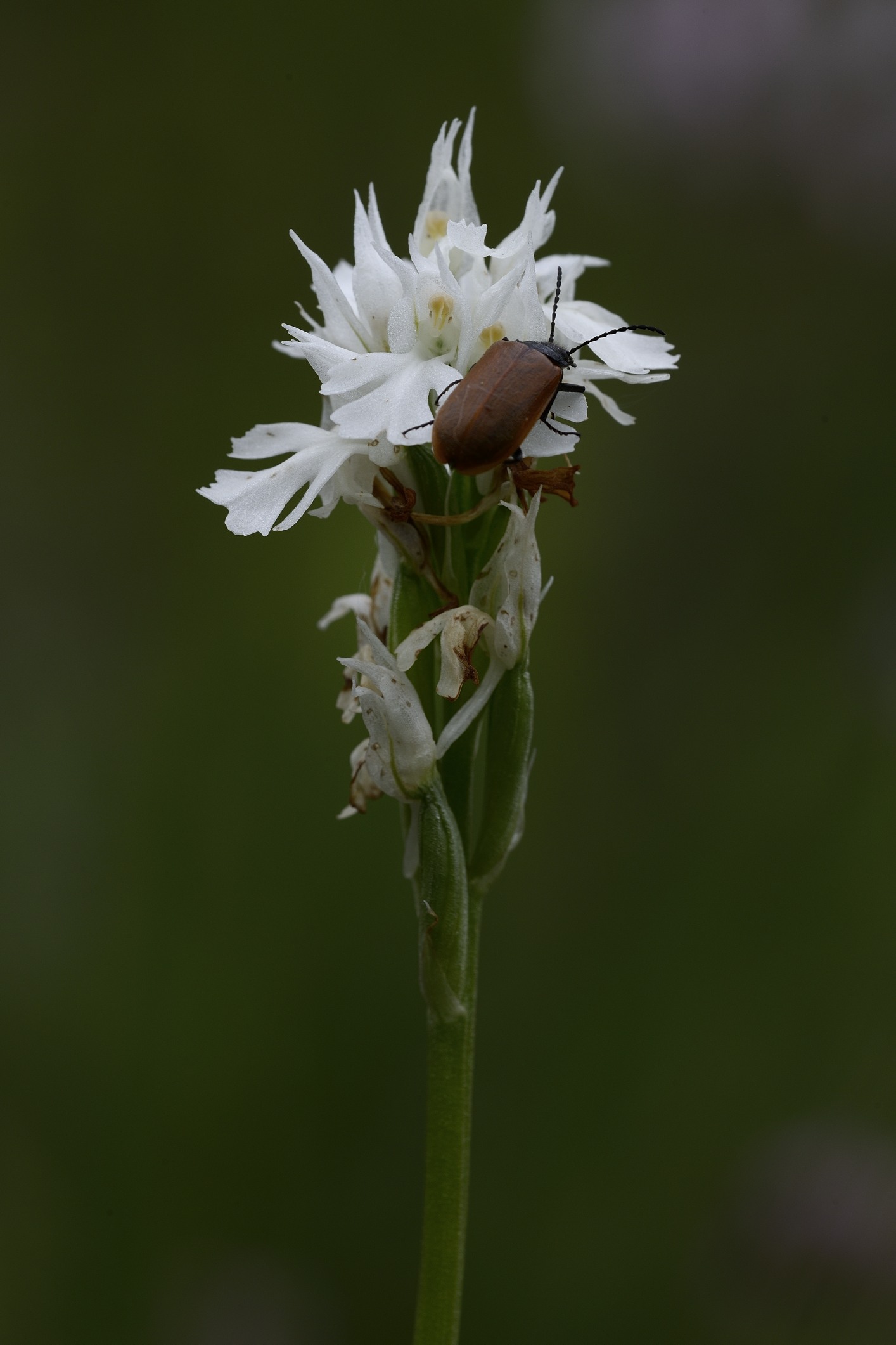 Neotinea tridentata bianca